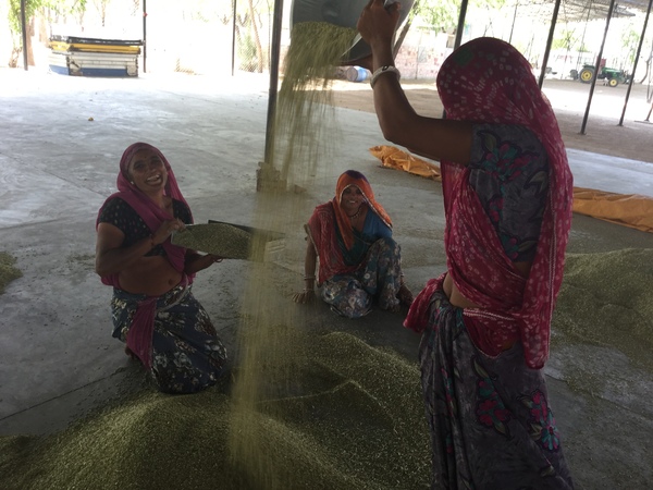 fennel harvested from the New Gaushala land 600